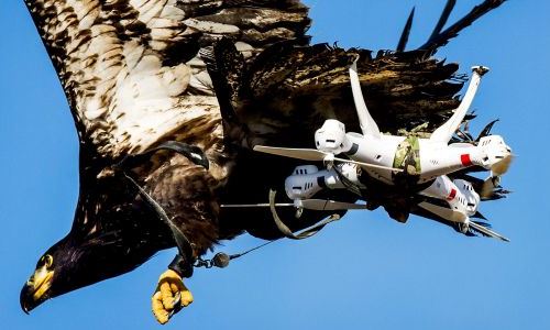 Un águila cazando un dron